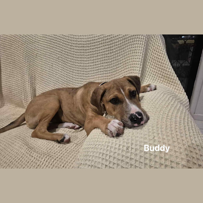Photo of Buddy