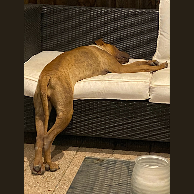 Photo of Shiloh