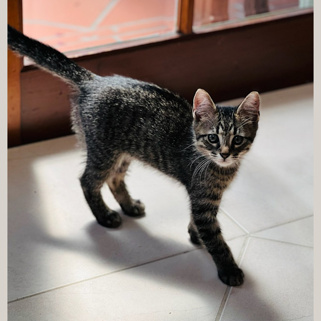 Photo of Pompompurin