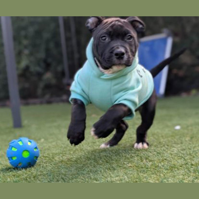Photo of Juno