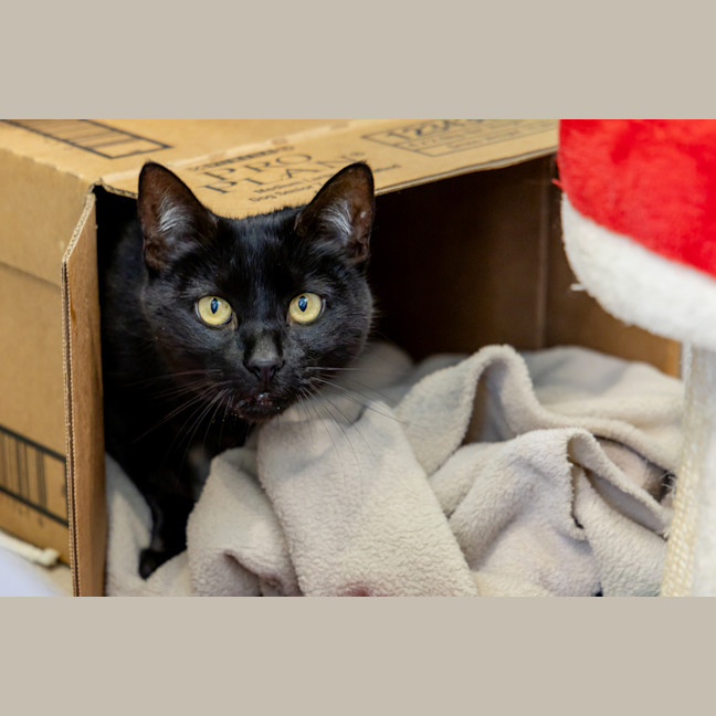 Photo of Evanescence