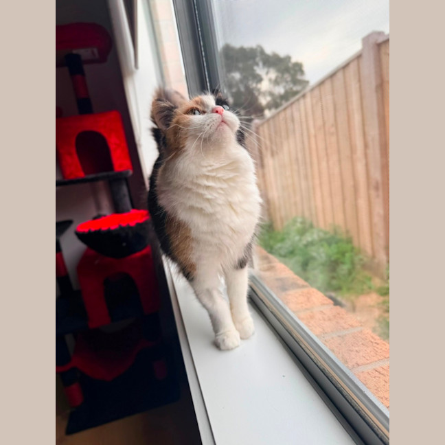 Photo of Lola