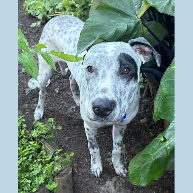 Photo of Teddy   6 Month Old Cattle Dog X