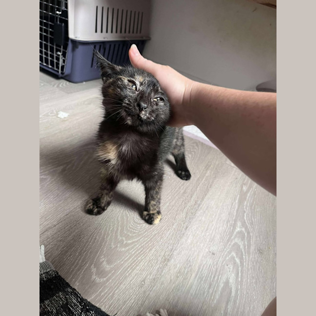 Photo of Pebbles
