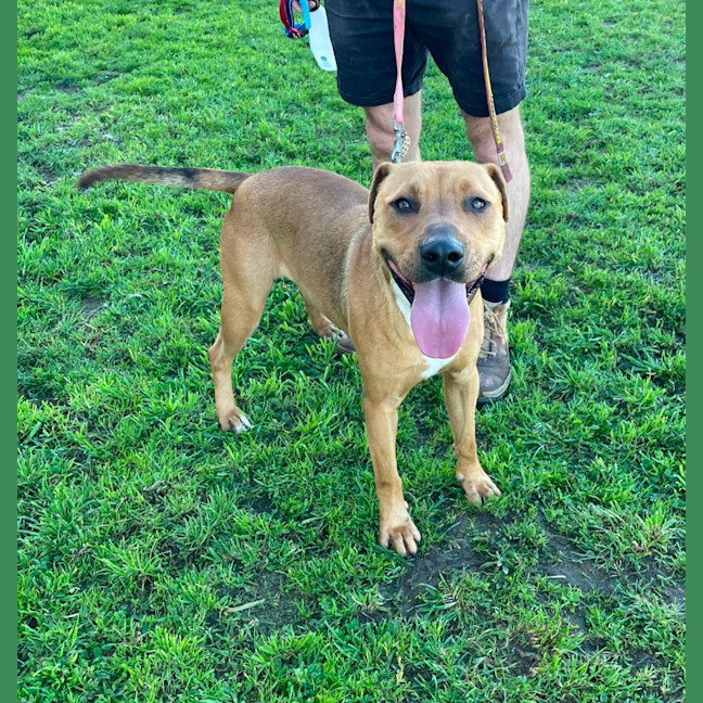 Photo of Milo (63770)