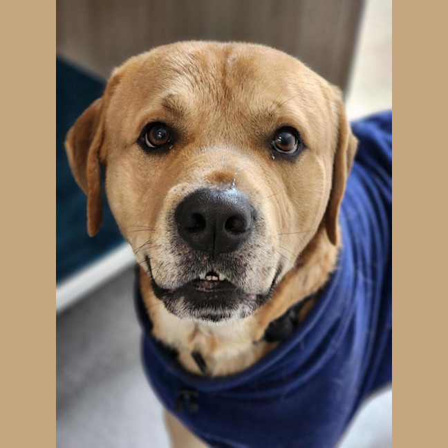 Photo of 🧉 Bailey 7255 🧉