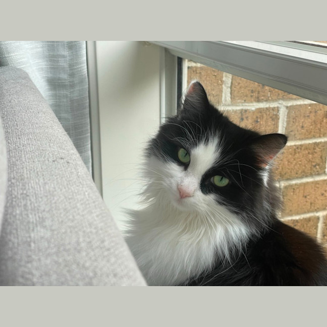 Photo of Luna
