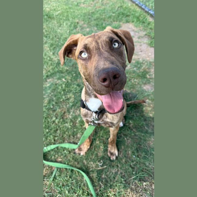 Photo of Ryder 