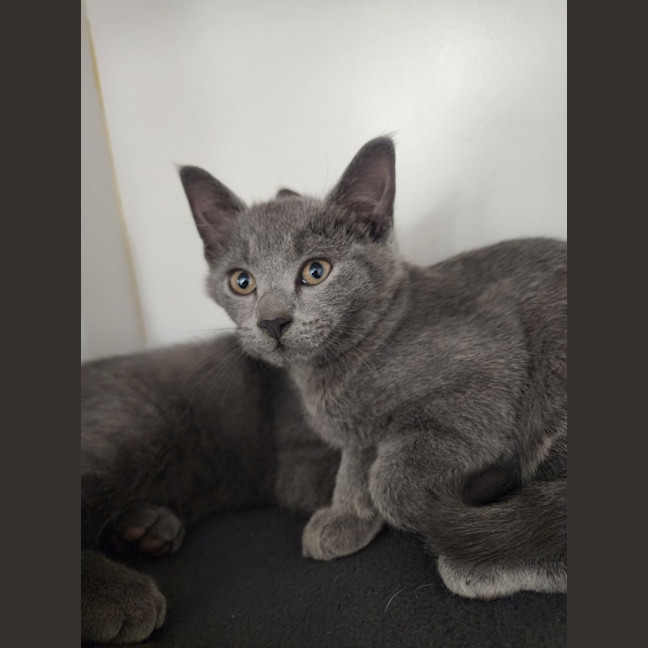 Photo of Penny