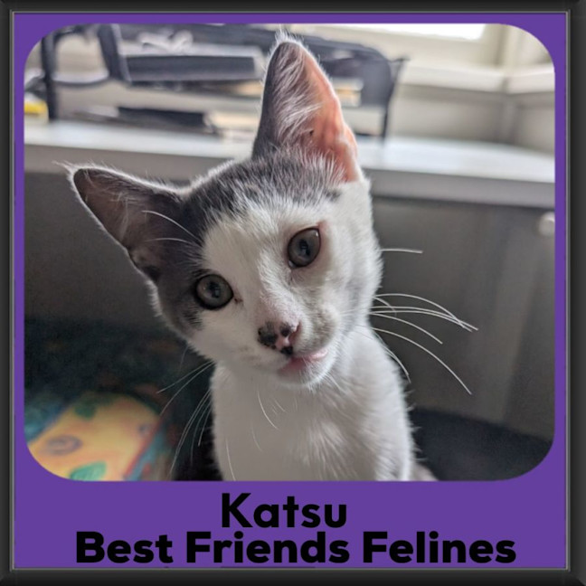 Photo of Katsu