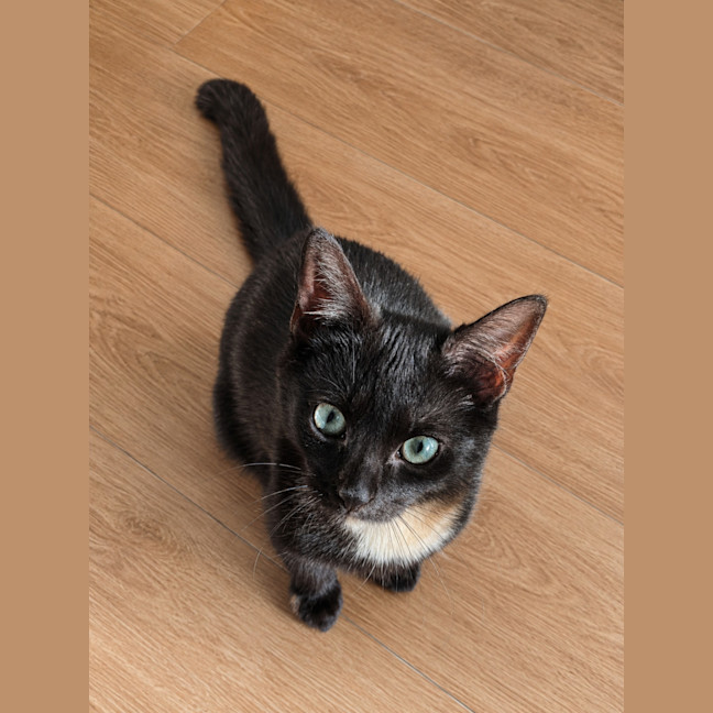 Photo of Frankie   6 Month Old Domestic Medium Hair