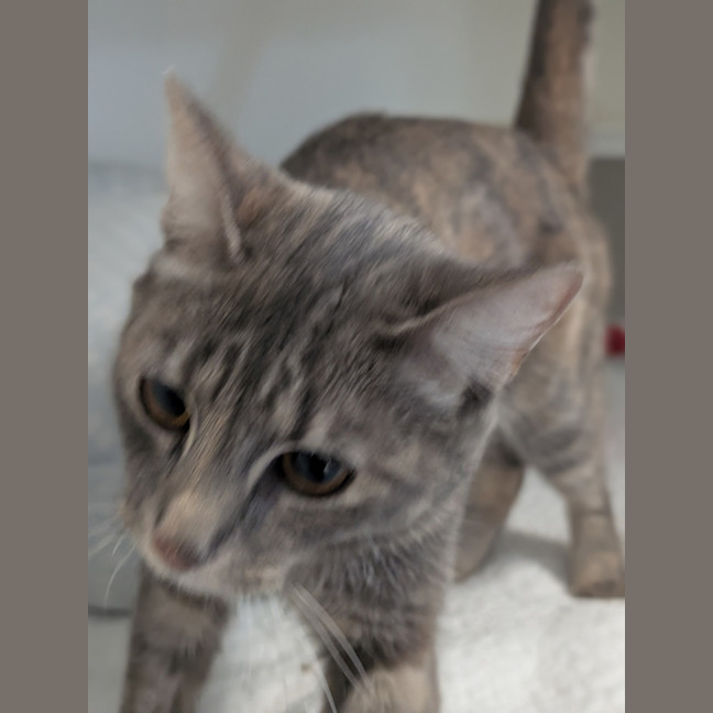 Photo of Smitten
