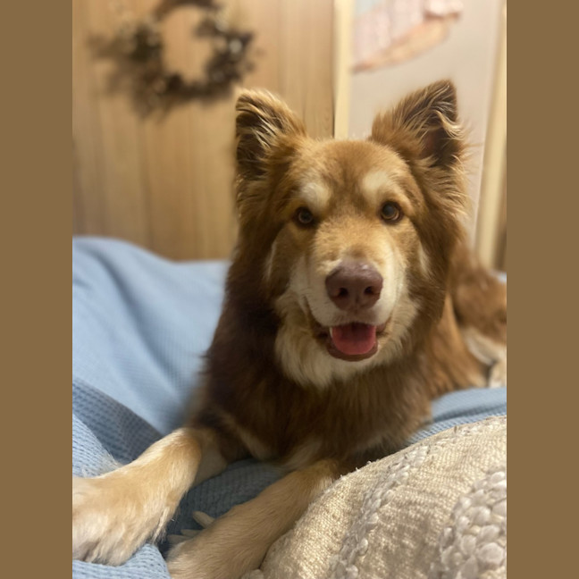 Photo of Simba