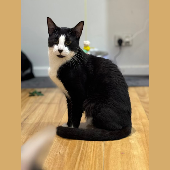 Photo of Manson   2 Year Old Domestic Short Hair (Trial)