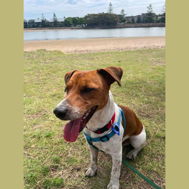 Photo of Fenton   2 Year Old Jack Russell