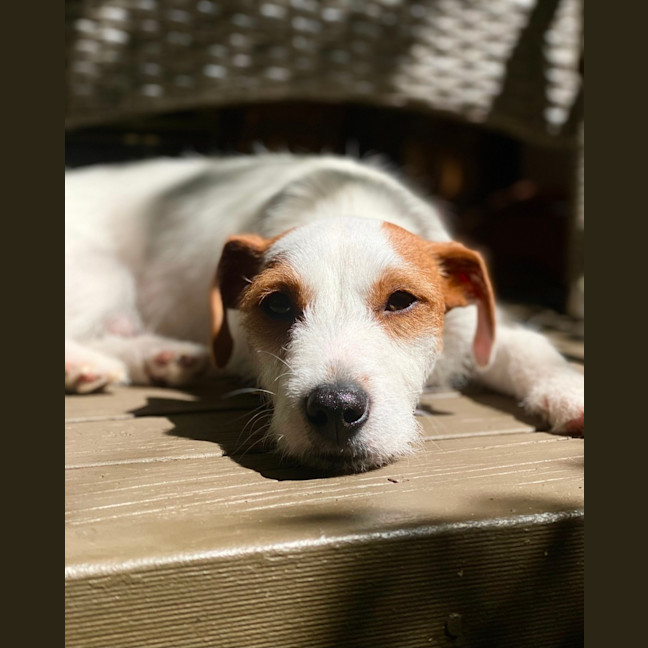 Photo of Sweetie Pie