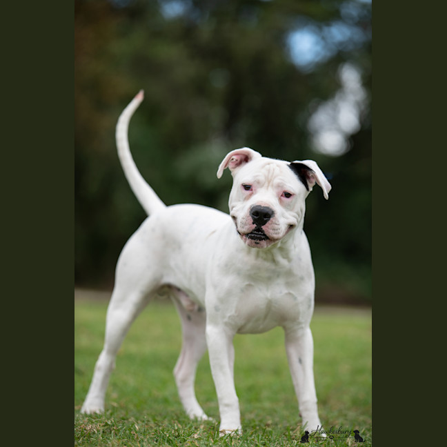 Photo of Diesel