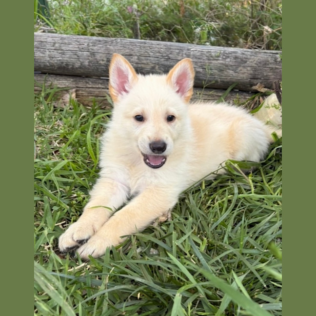 Photo of Snowy 