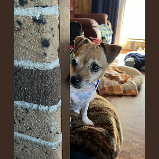 Photo of Jesse 💝5yo Jack Russell Terrier(on Trial 26/8/24)