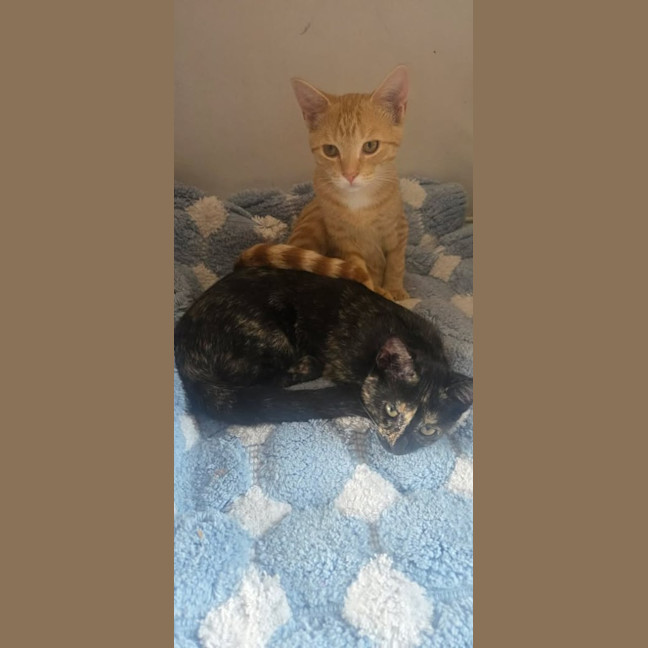 Photo of Maple / Leo