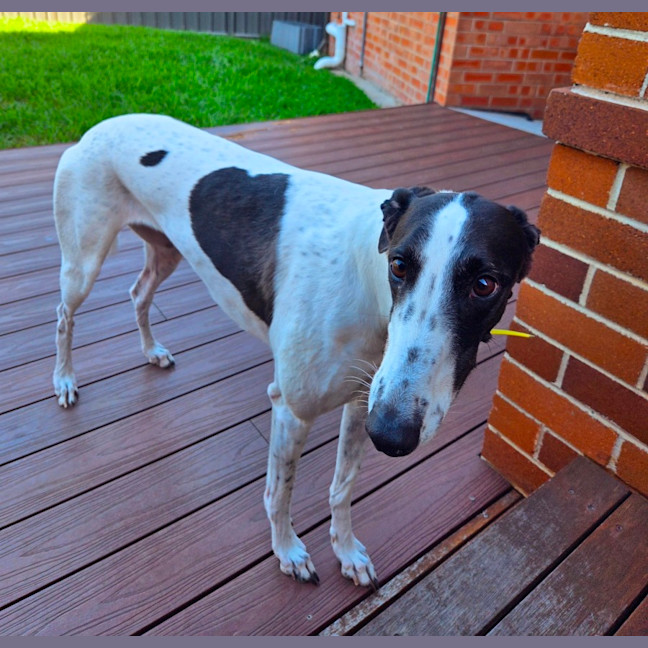 Photo of Panda, The Greyhound