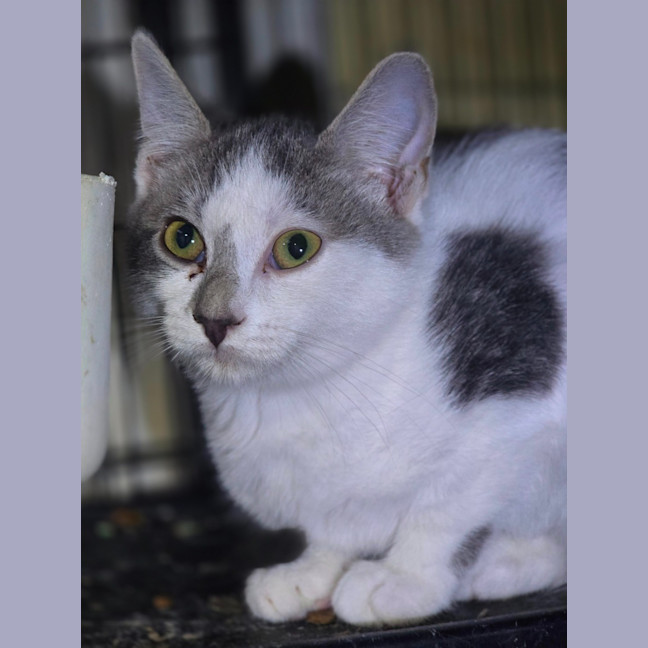 Photo of Bonnie