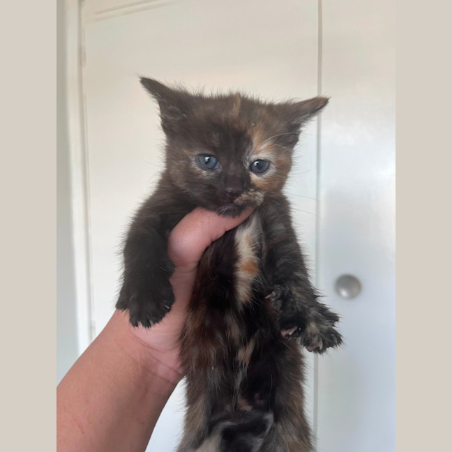 Photo of Evie
