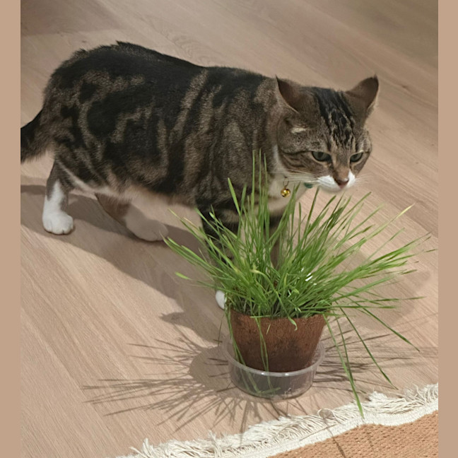 Photo of Fizz