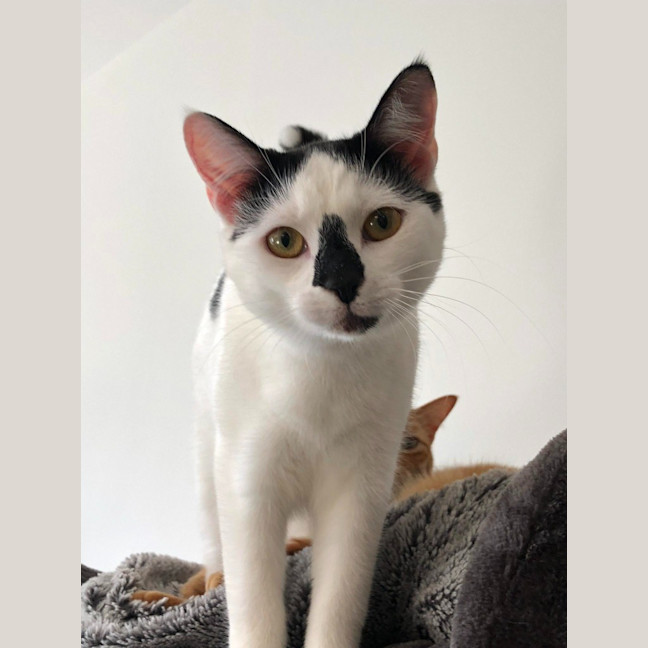 Photo of Cora