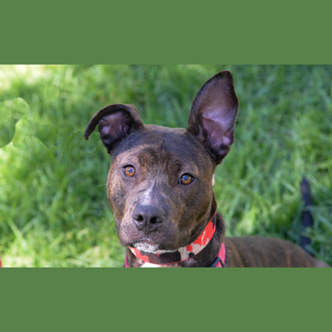 Photo of Daisy