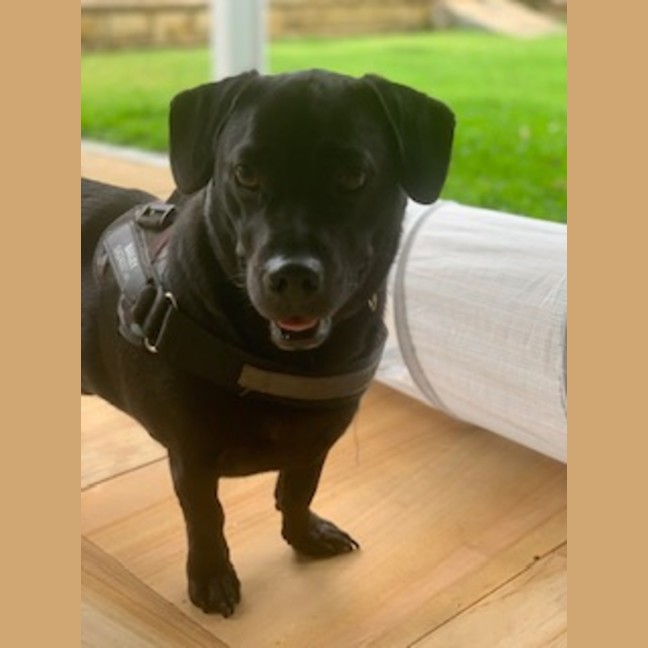 Photo of Bailey