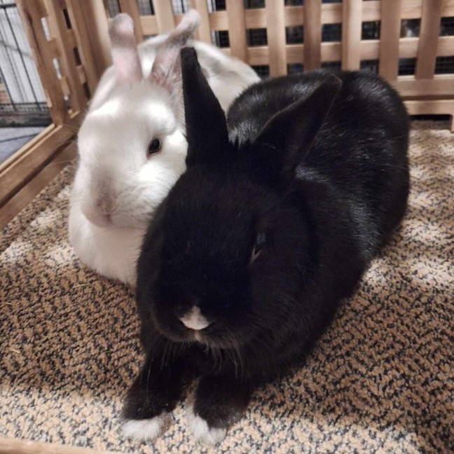 Photo of Luke Skyhopper (W Kira)