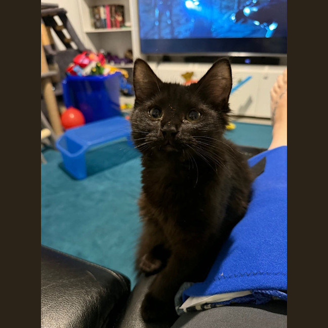 Photo of Licorice & Oreo