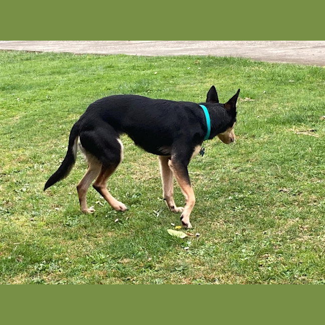Photo of Toxi