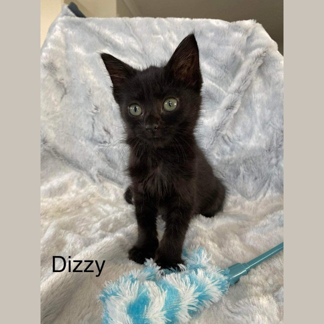 Photo of Dizzy