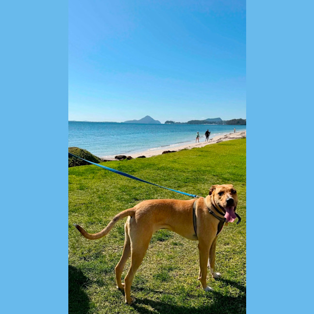 Photo of Timmy   11 Month Old Mastiff X