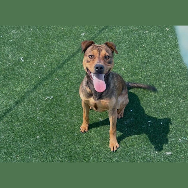 Photo of Dahlia Imp 2377