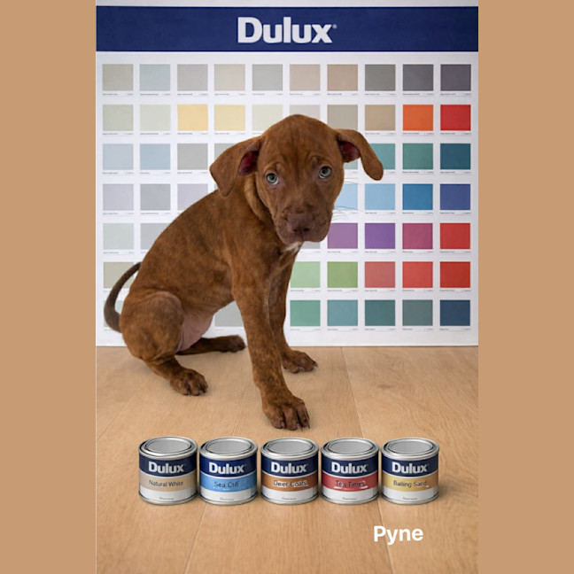 Photo of Pyne