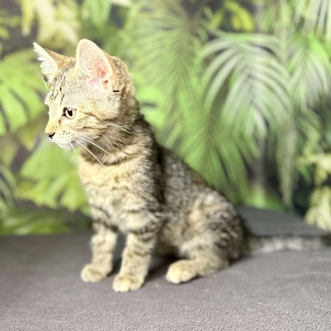 Photo of Uma   Located In Preston