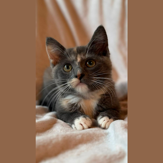 Photo of Cookie   In Foster Care In Bentleigh East