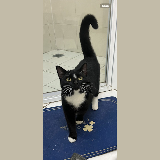 Photo of Johnny Utah   Available At Pet Quarters Rutherford