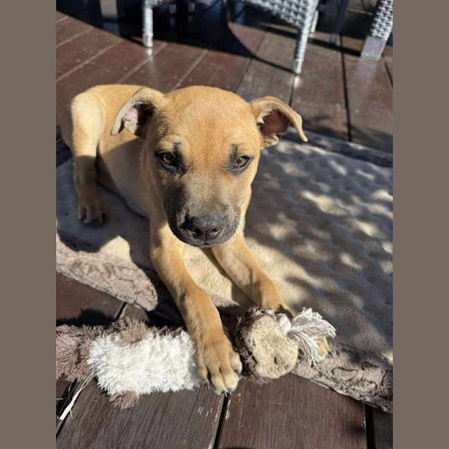 Photo of Rocco