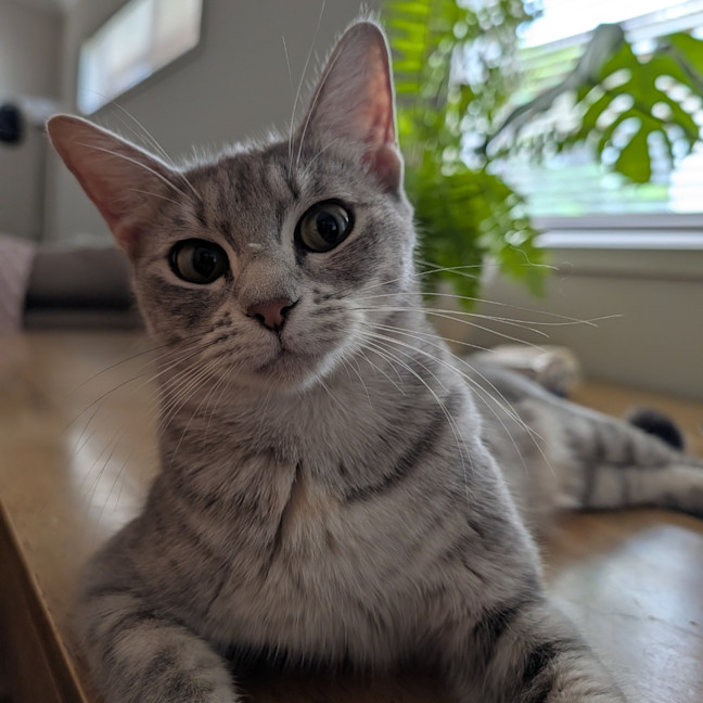 Photo of Daphne