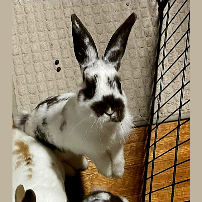 Photo of Strawberry And Popcorn 