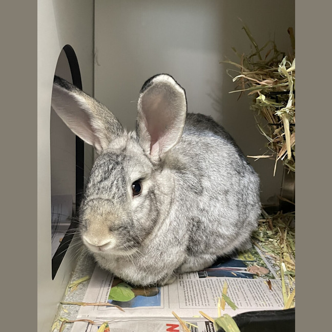 Photo of Bonnie