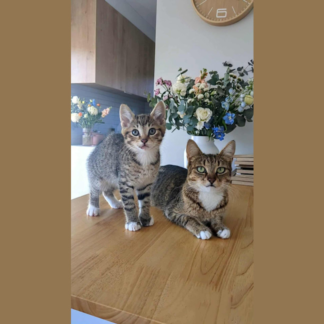 Photo of Clover & Wolfie