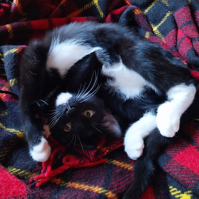 Photo of Pip