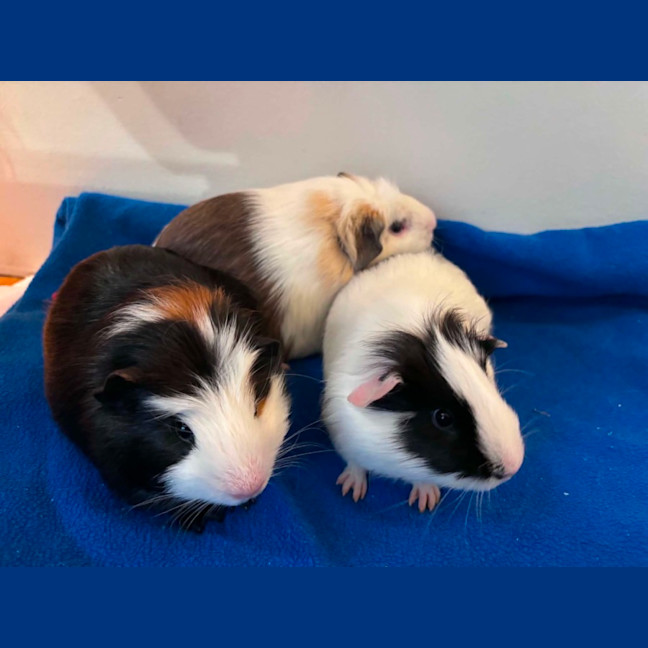 Photo of Bart, Homer & Ralph