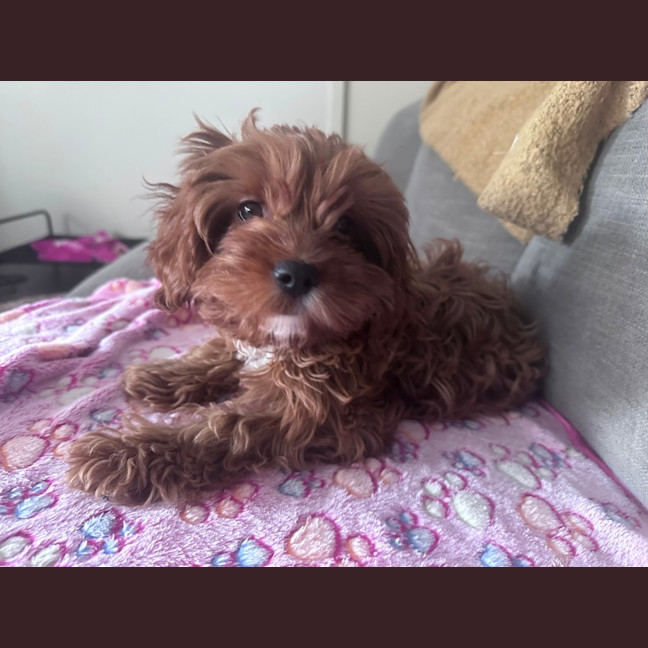 Photo of Koda 