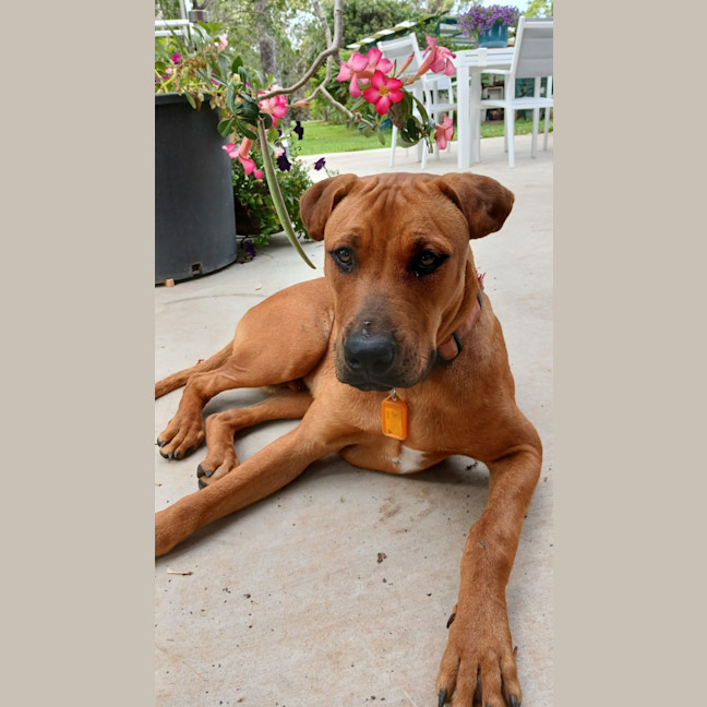 Photo of Roadie & Rusty